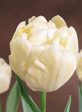 sprzedaż kwiatów ciętych róże szklarniowe tulipan narcyz lilie orientalne azjatyckie hurt Polska