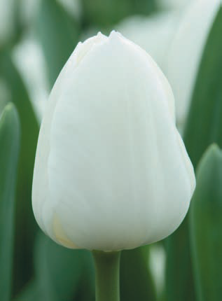 sprzedaż kwiatów ciętych róże szklarniowe tulipan narcyz lilie orientalne azjatyckie hurt Polska